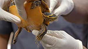 Critter Fixers: Country Vets